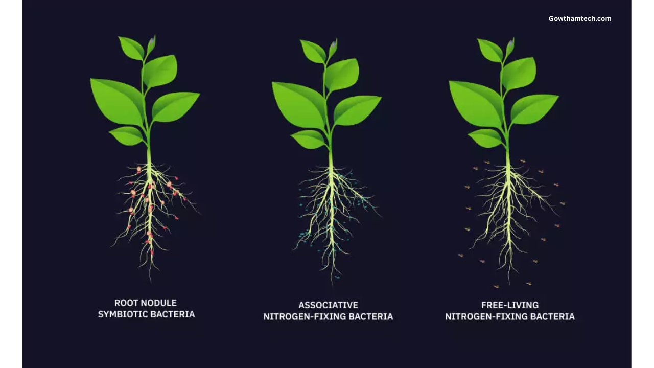 Green Nitrogen Fixation: The Ultimate Guide to Sustainable Future