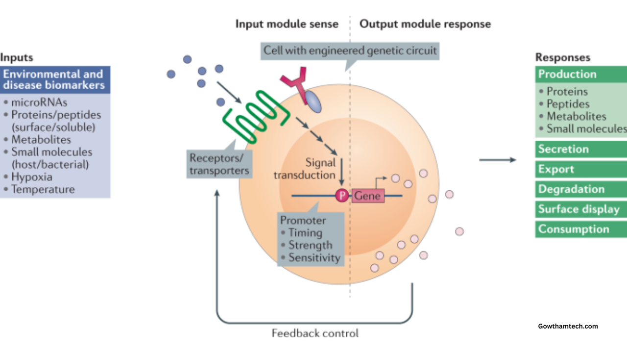 Engineered Living Therapeutics Guide: The Dawn of Smart Living Medicines