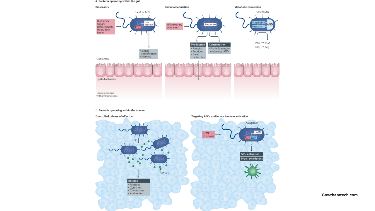 Engineered Living Therapeutics Guide: The Dawn of Smart Living Medicines