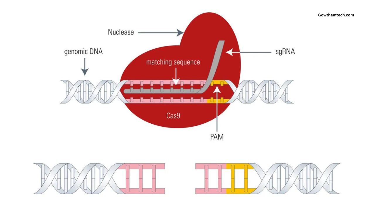 Gene Editing (CRISPR) Guide: Rewriting the Code of Life