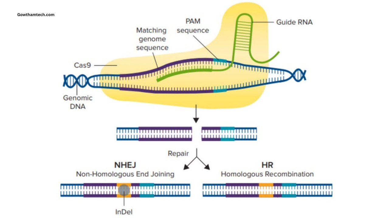 Gene Editing (CRISPR) Guide: Rewriting the Code of Life