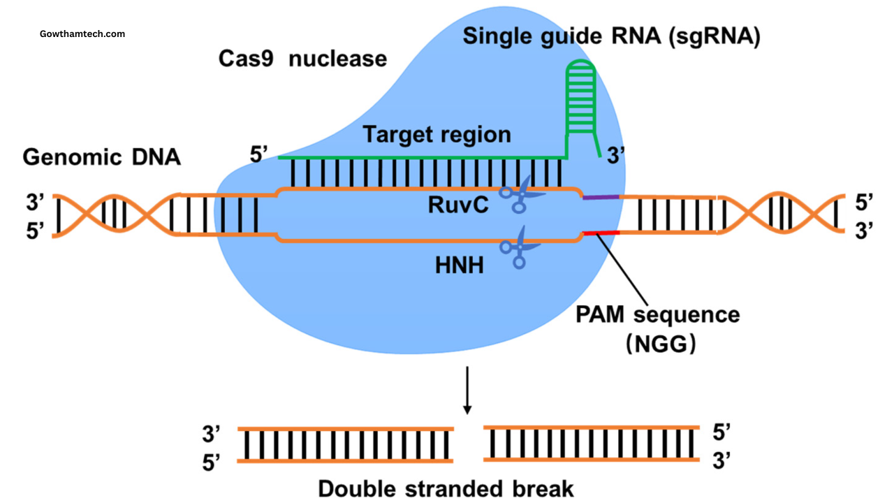 Gene Editing (CRISPR) Guide: Rewriting the Code of Life